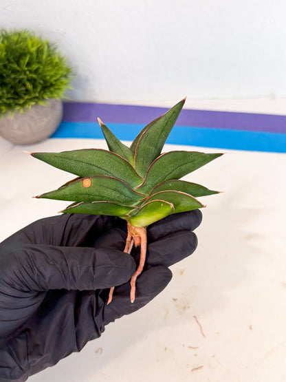Sansevieria Sawasdee (ca3) (10) | Rare Snake Plant
