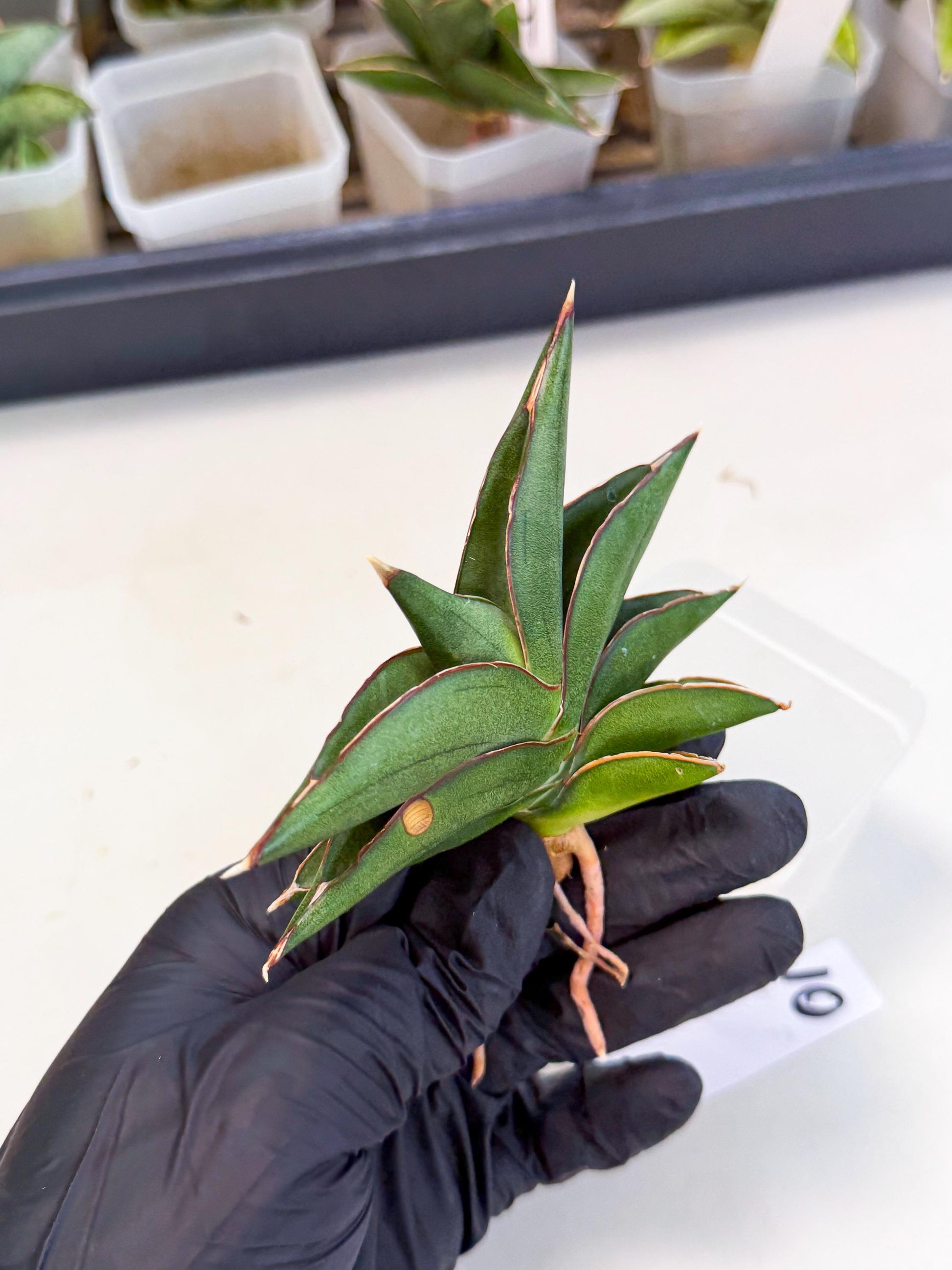 Sansevieria Sawasdee (ca3) (10) | Rare Snake Plant