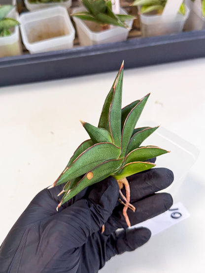 Sansevieria Sawasdee (ca3) (10) | Rare Snake Plant