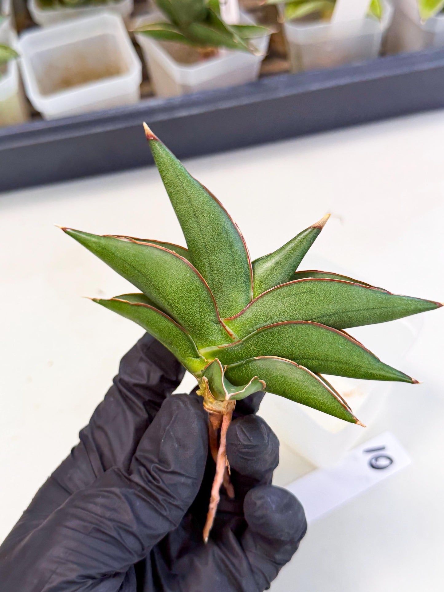 Sansevieria Sawasdee (ca3) (10) | Rare Snake Plant