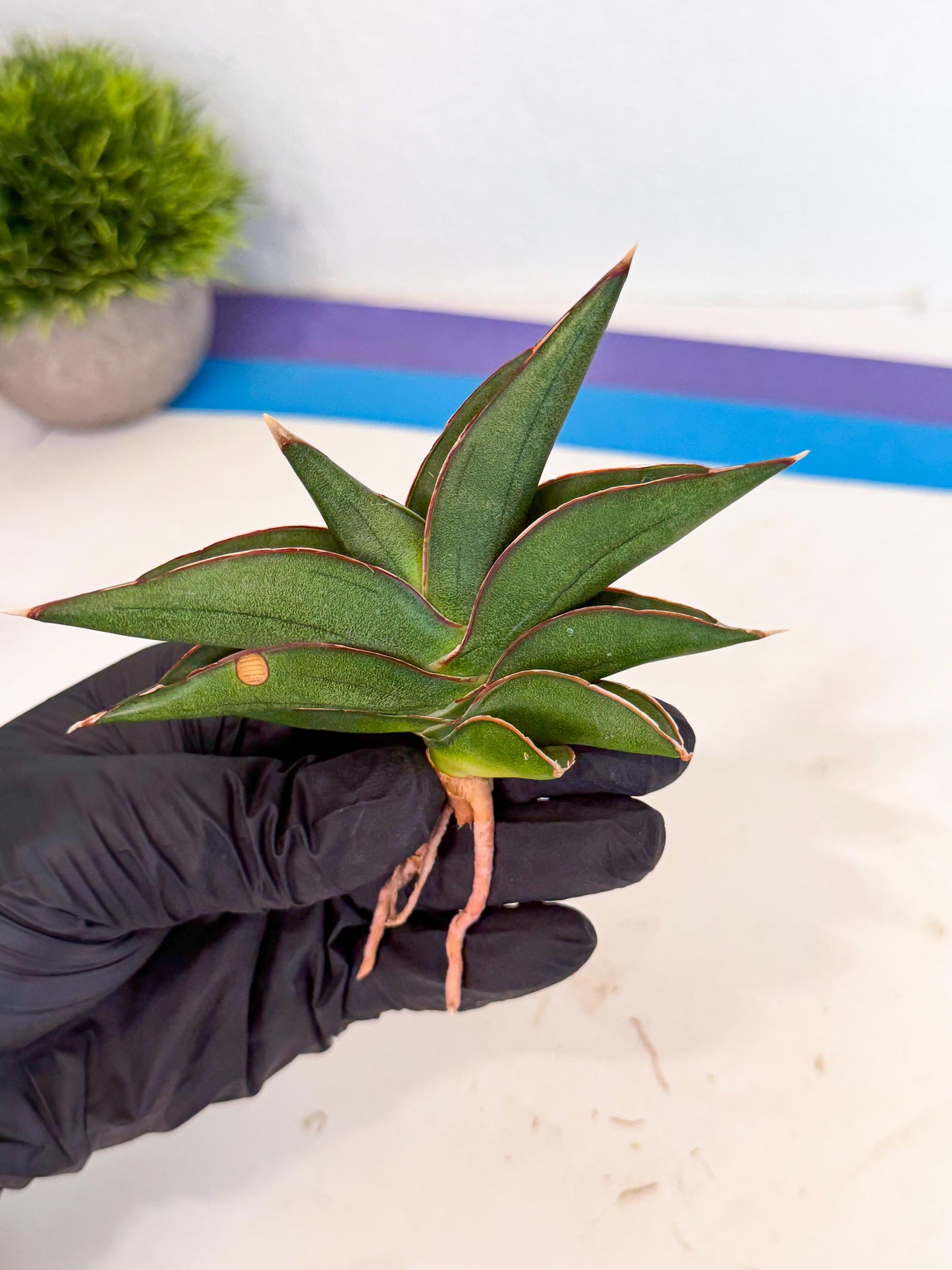 Sansevieria Sawasdee (ca3) (10) | Rare Snake Plant