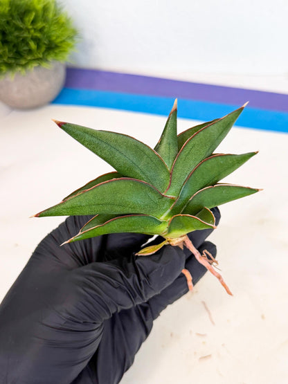 Sansevieria Sawasdee (ca3) (10) | Rare Snake Plant