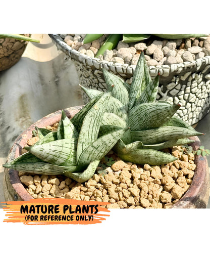 Sansevieria Pumila (ca3) (12) | Rare Houseplant