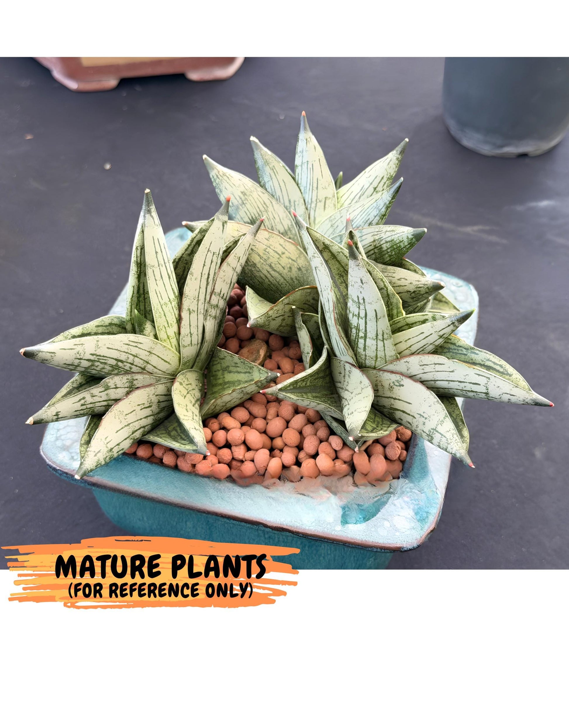 Sansevieria Pumila (ca3) (12) | Rare Houseplant