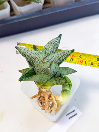 Sansevieria Pumila (ca3) (11) | Rare Houseplant