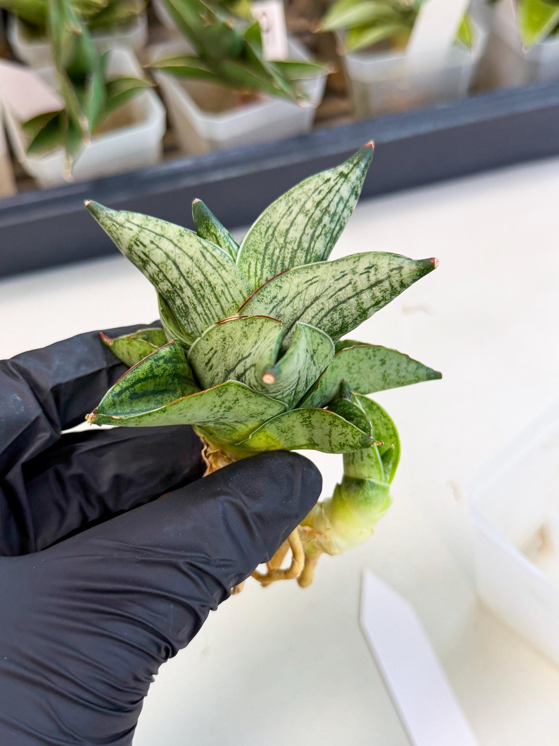 Sansevieria Pumila (ca3) (11) | Rare Houseplant