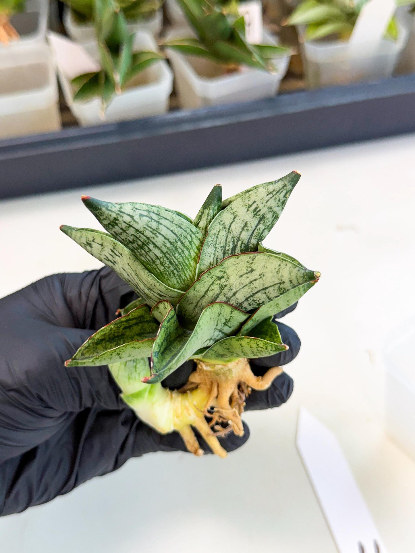 Sansevieria Pumila (ca3) (11) | Rare Houseplant