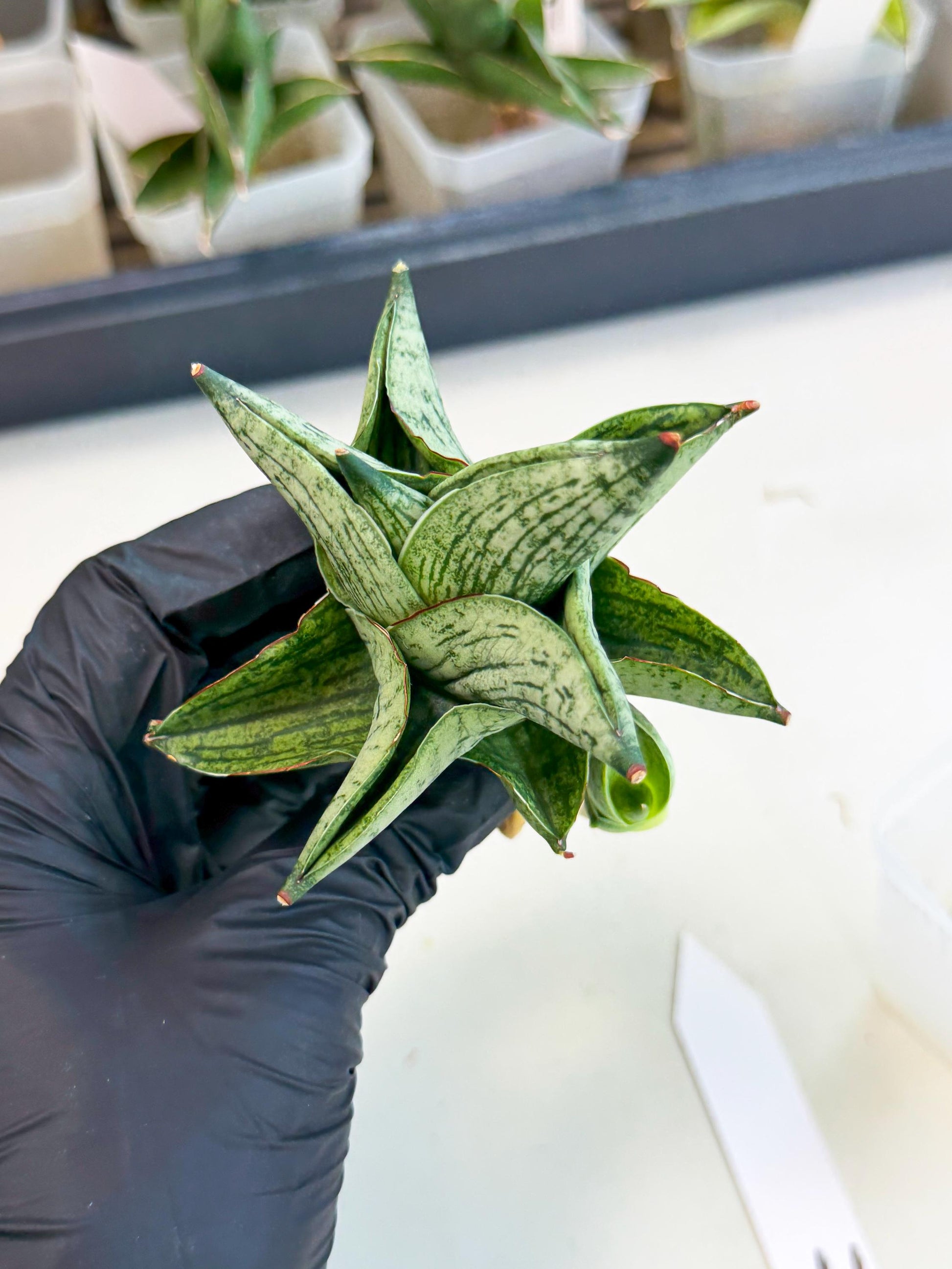 Sansevieria Pumila (ca3) (11) | Rare Houseplant