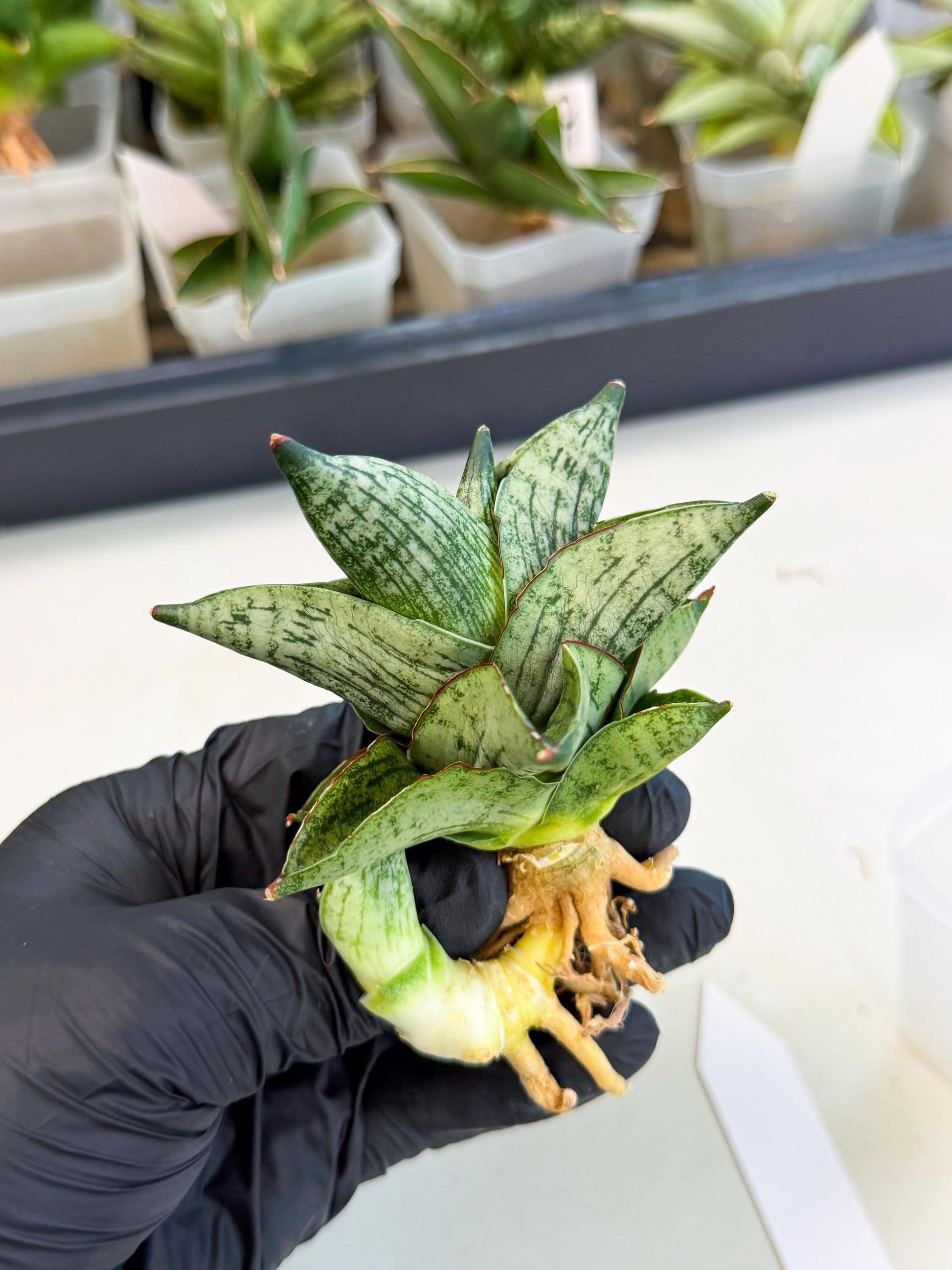 Sansevieria Pumila (ca3) (11) | Rare Houseplant