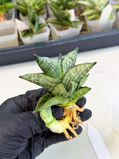 Sansevieria Pumila (ca3) (11) | Rare Houseplant