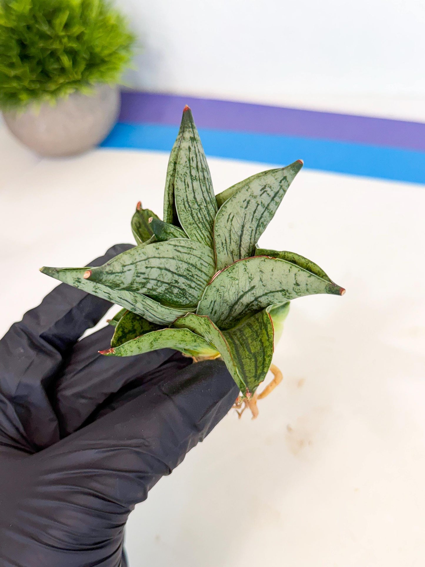 Sansevieria Pumila (ca3) (11) | Rare Houseplant