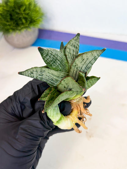 Sansevieria Pumila (ca3) (11) | Rare Houseplant