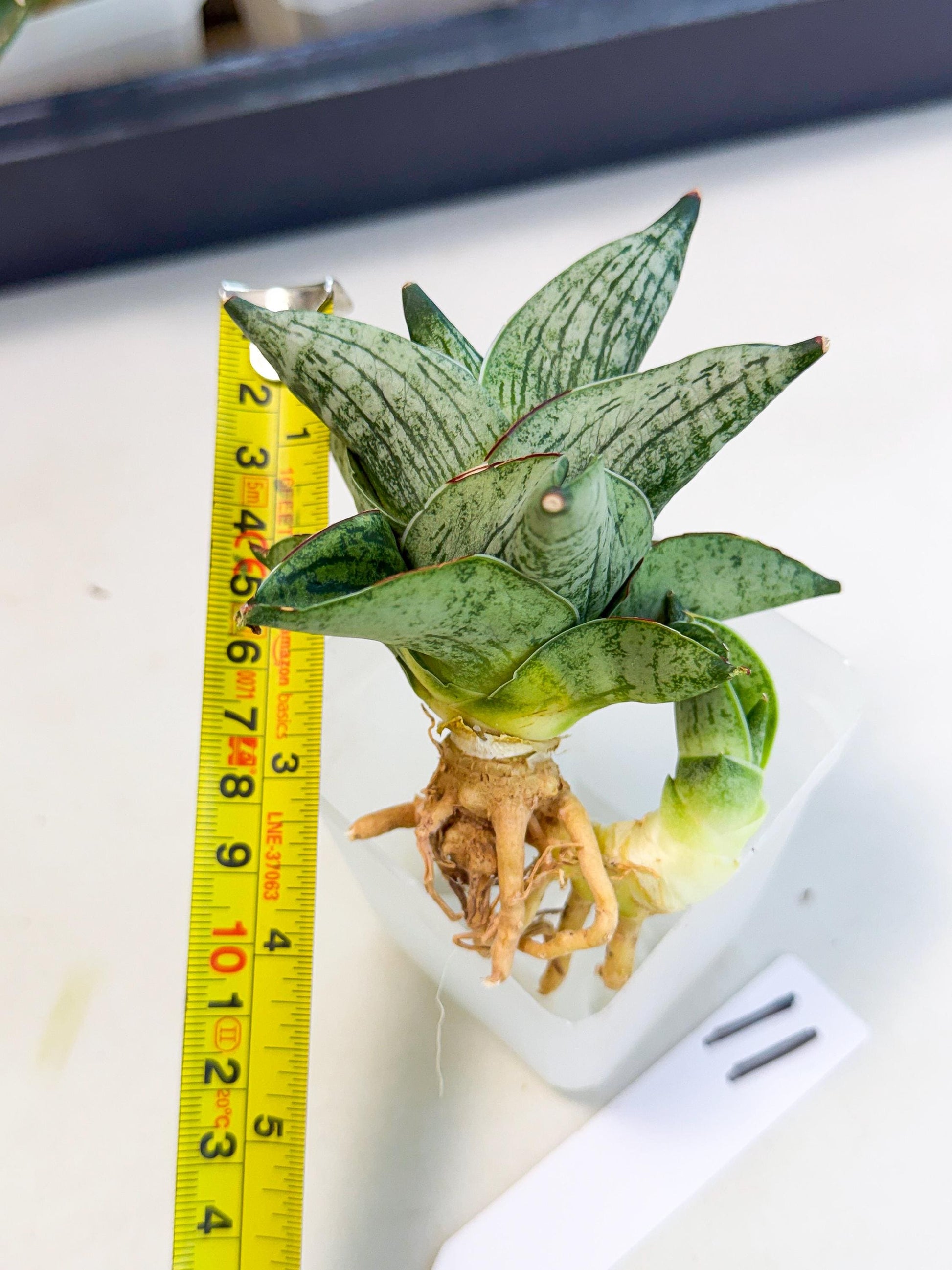 Sansevieria Pumila (ca3) (11) | Rare Houseplant