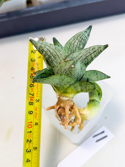 Sansevieria Pumila (ca3) (11) | Rare Houseplant