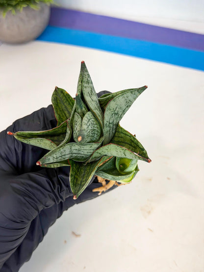 Sansevieria Pumila (ca3) (12) | Rare Houseplant