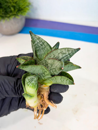 Sansevieria Pumila (ca3) (12) | Rare Houseplant