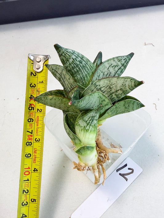 Sansevieria Pumila (ca3) (12) | Rare Houseplant