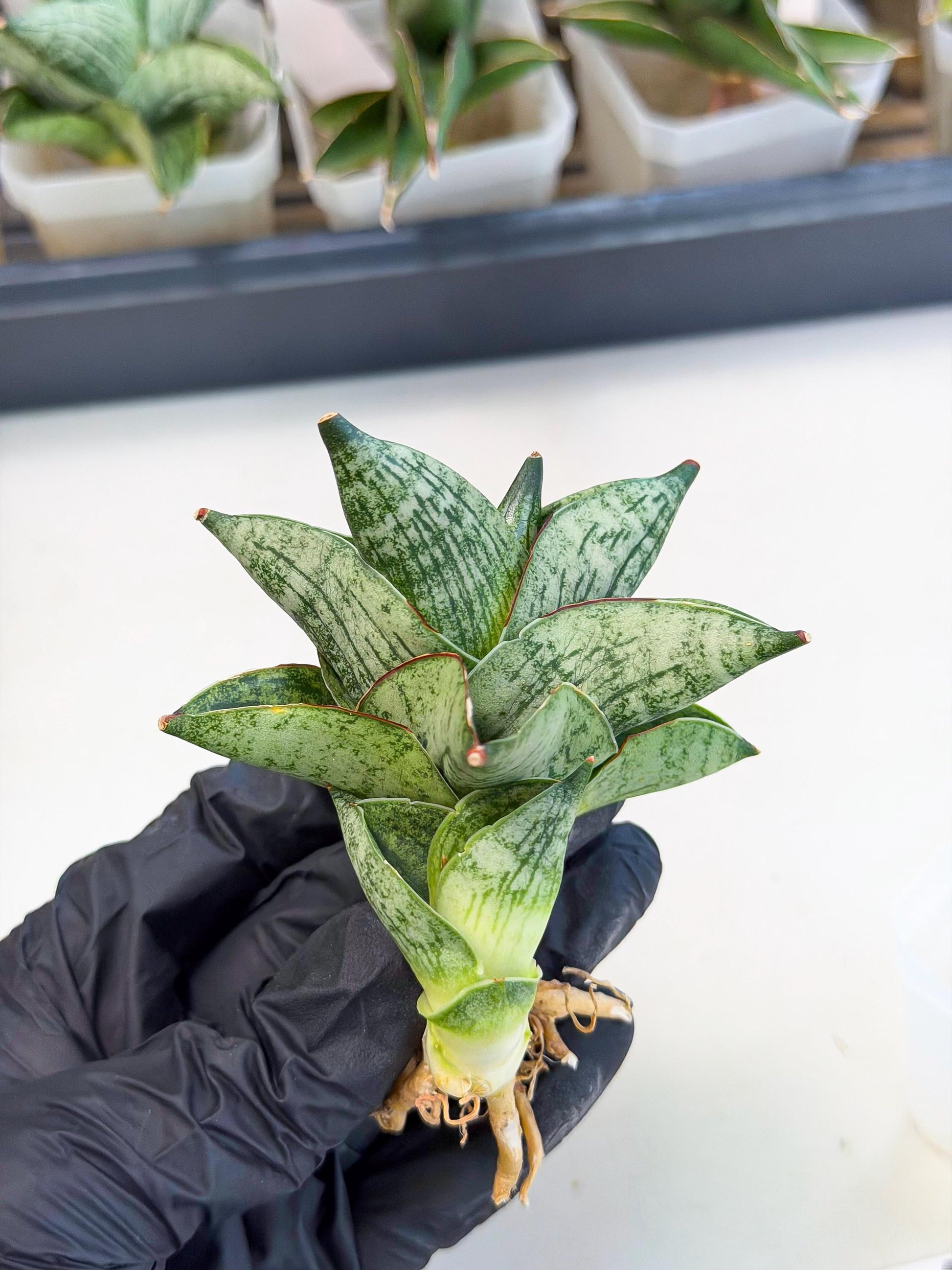 Sansevieria Pumila (ca3) (12) | Rare Houseplant