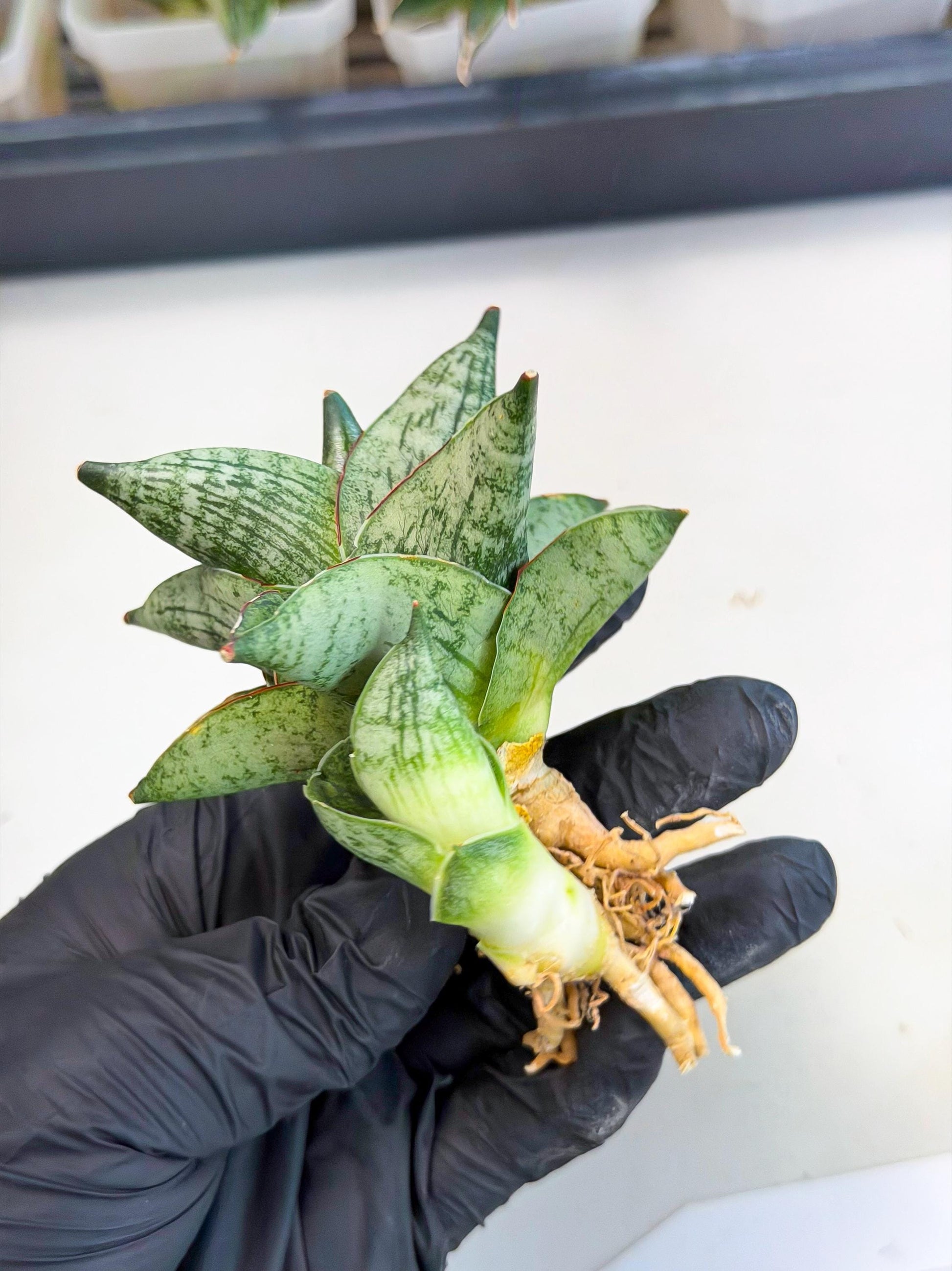 Sansevieria Pumila (ca3) (12) | Rare Houseplant