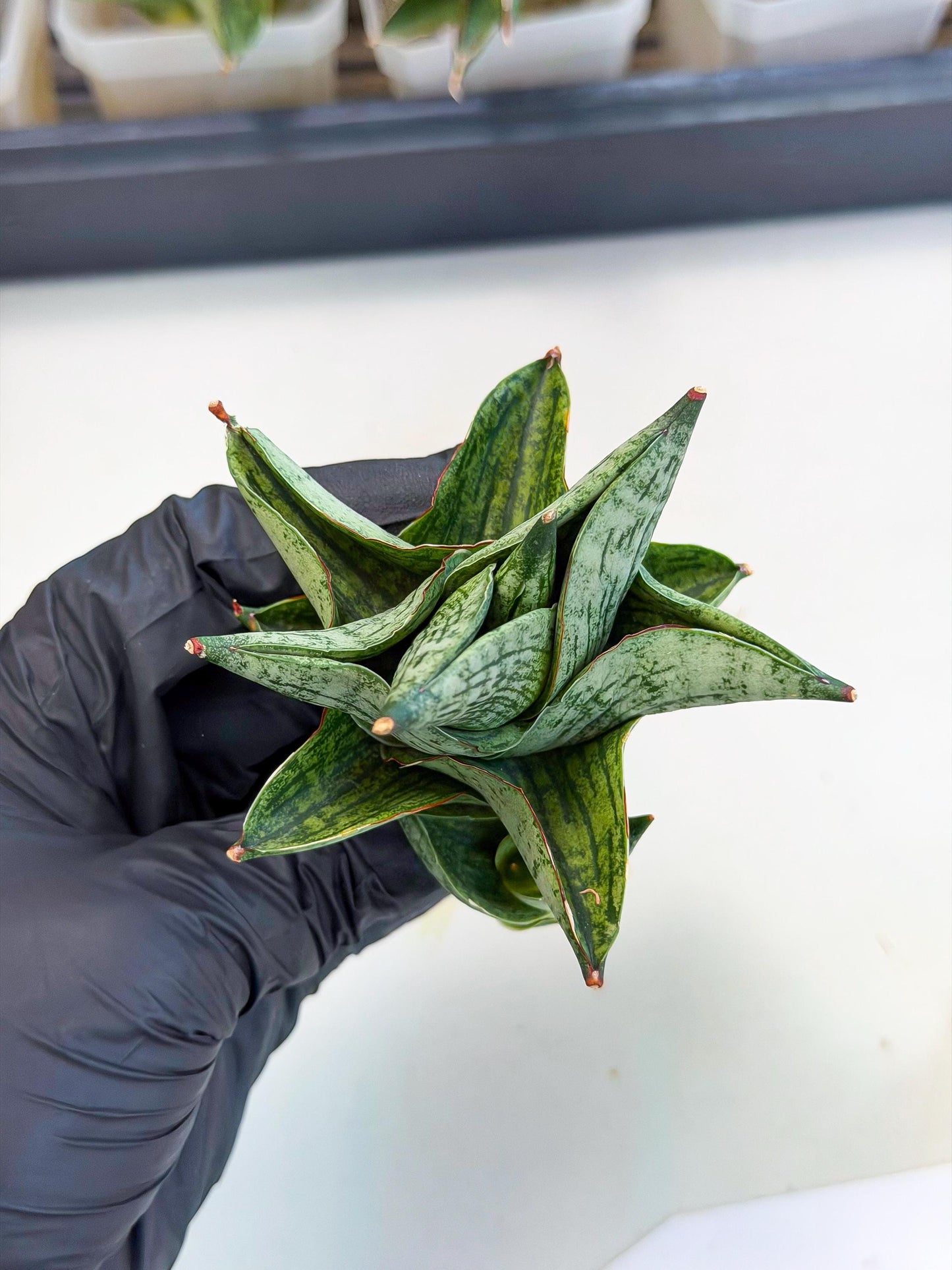 Sansevieria Pumila (ca3) (12) | Rare Houseplant