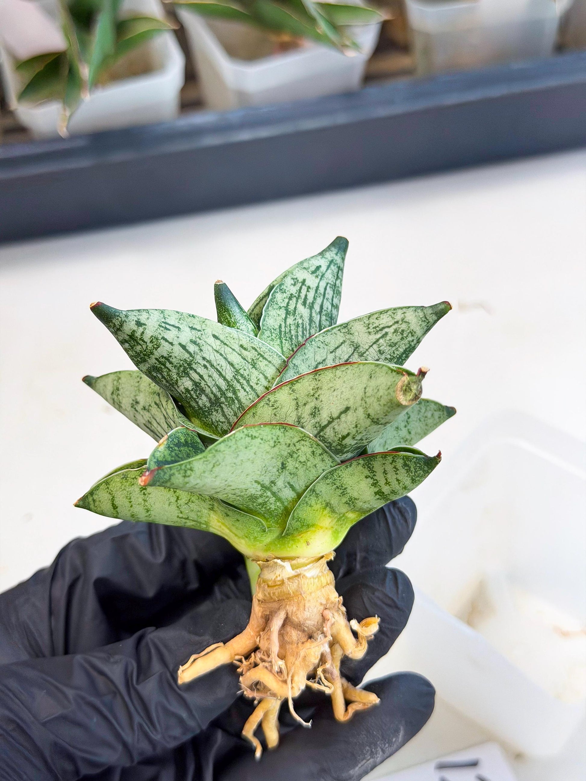 Sansevieria Pumila (ca3) (12) | Rare Houseplant