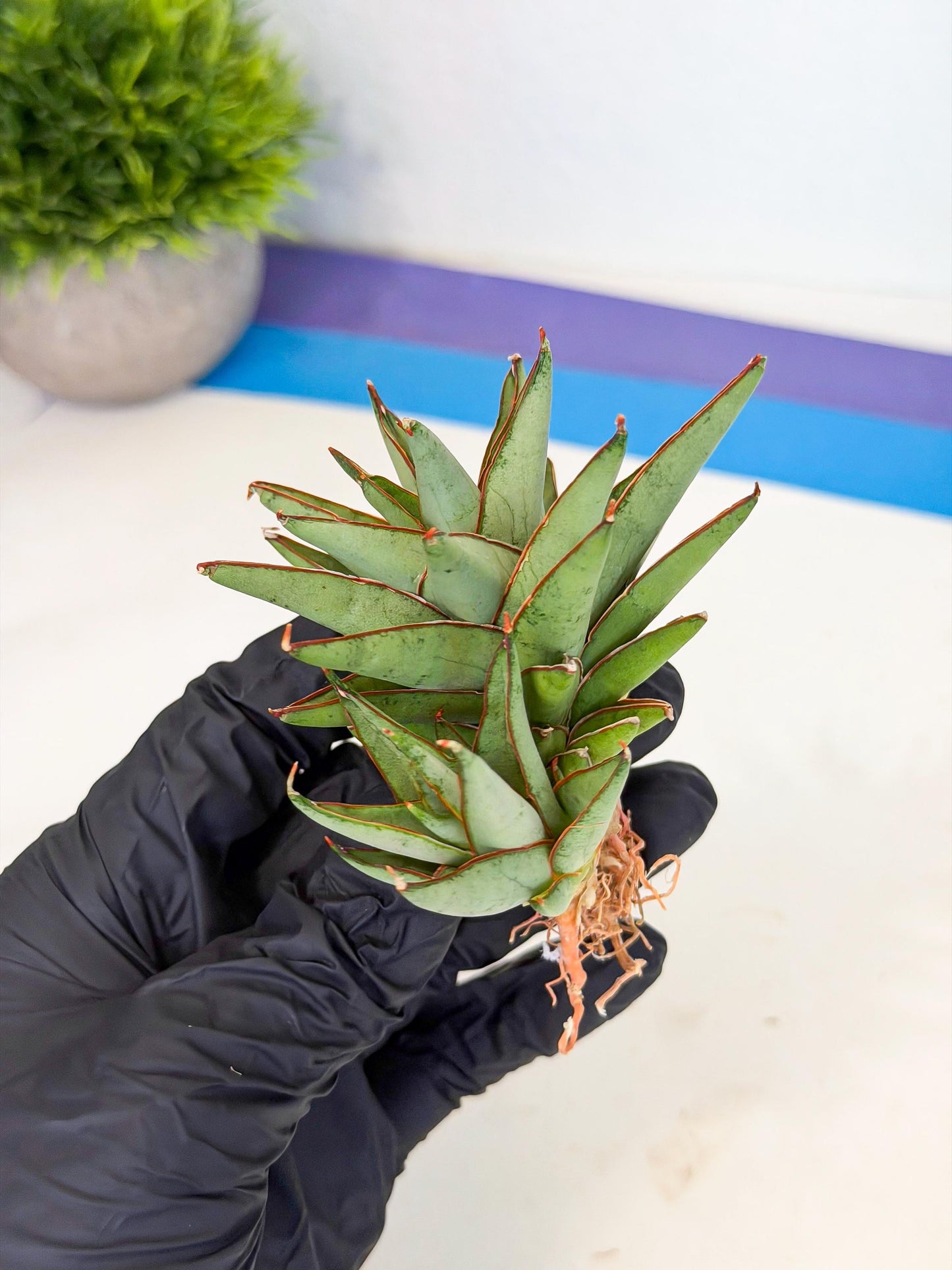 Sansevieria Baby Yoda (ca5) (o) | Dwarf hybrid