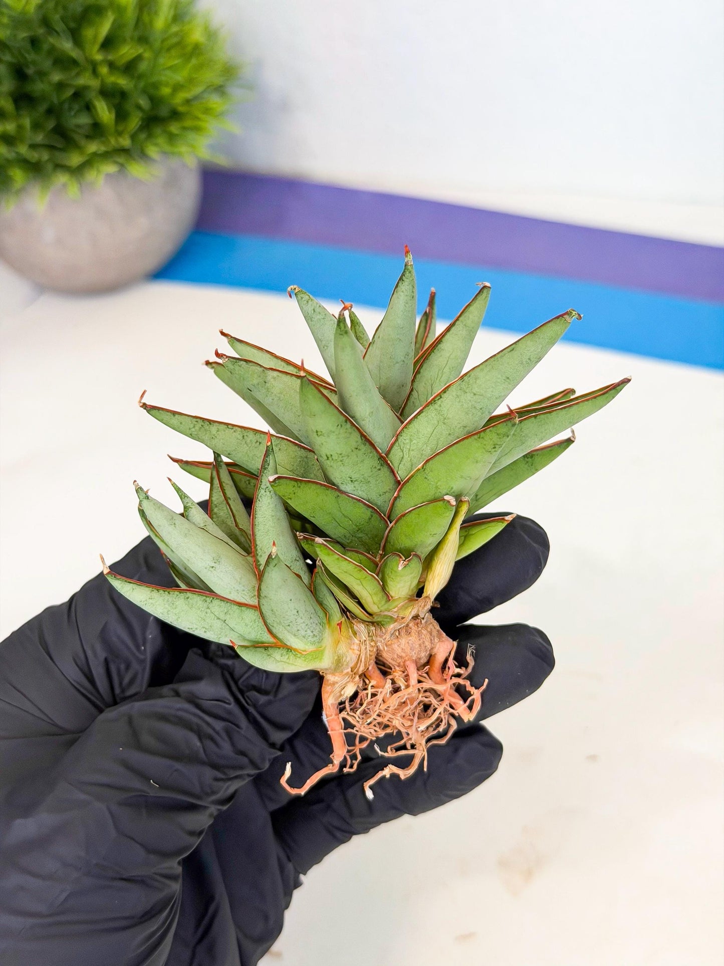 Sansevieria Baby Yoda (ca5) (o) | Dwarf hybrid