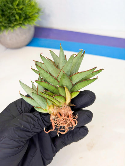 Sansevieria Baby Yoda (ca5) (o) | Dwarf hybrid