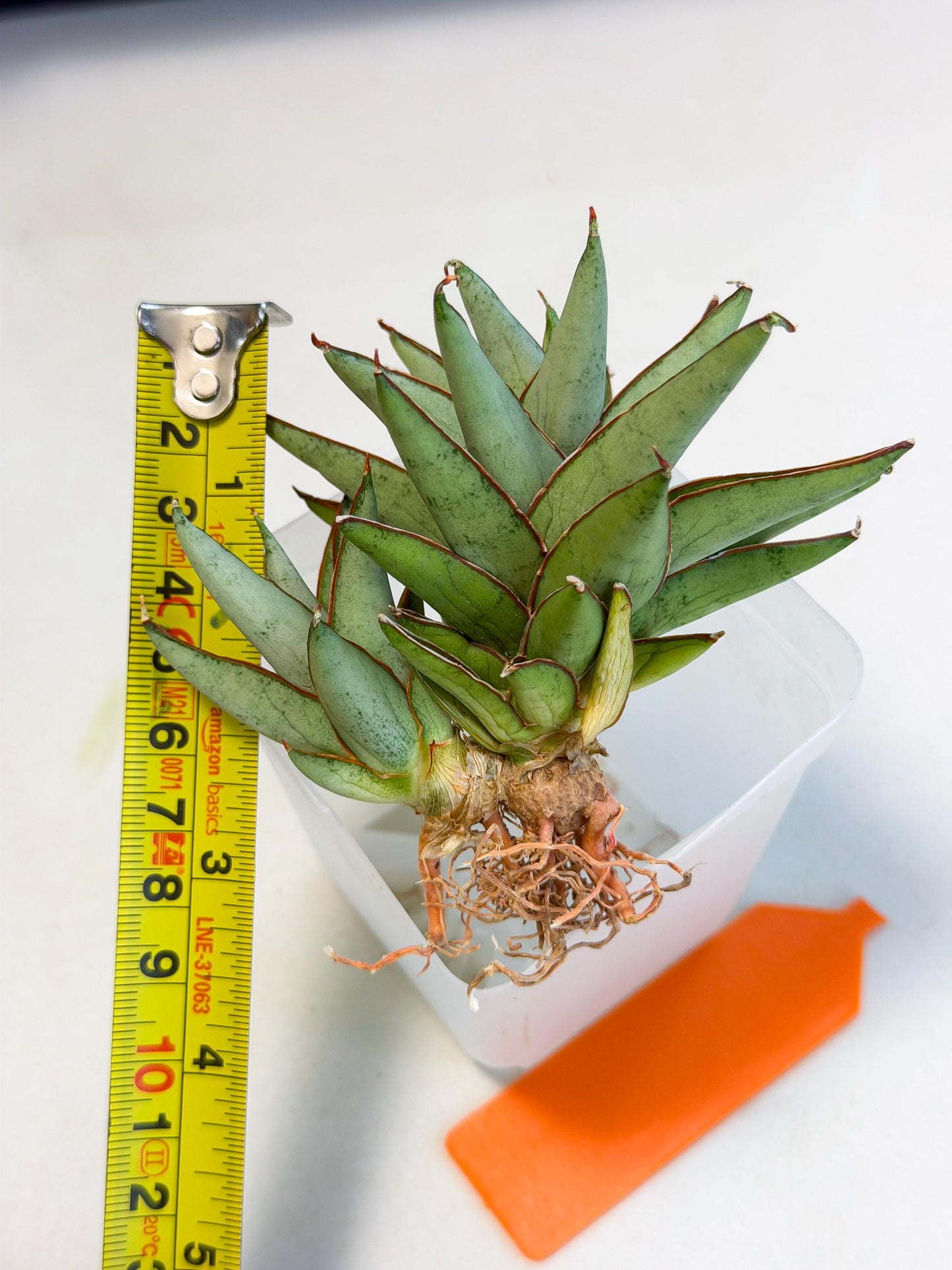 Sansevieria Baby Yoda (ca5) (o) | Dwarf hybrid