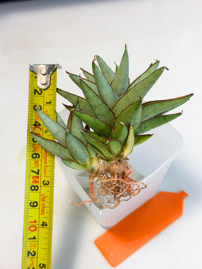 Sansevieria Baby Yoda (ca5) (o) | Dwarf hybrid