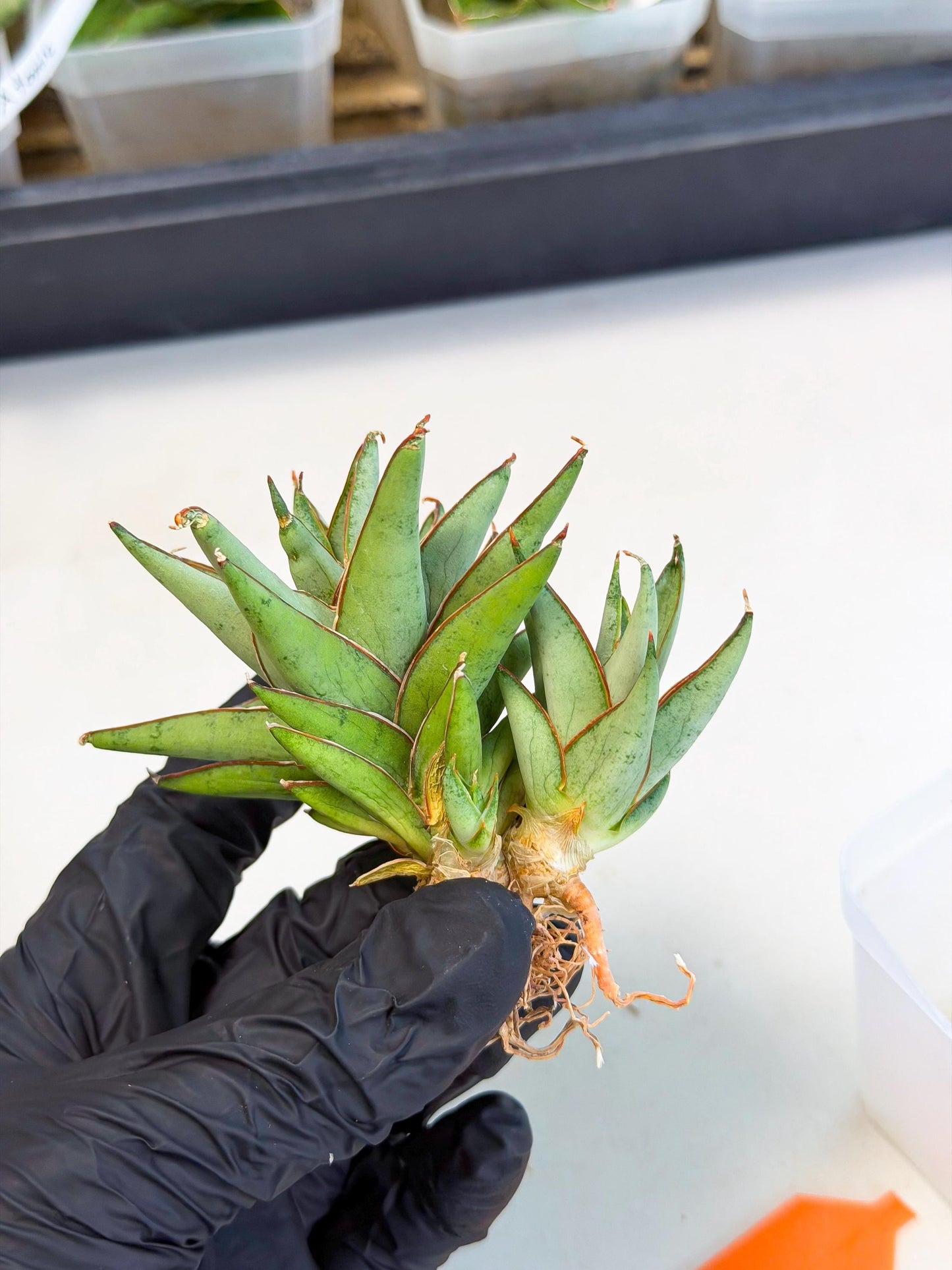 Sansevieria Baby Yoda (ca5) (o) | Dwarf hybrid