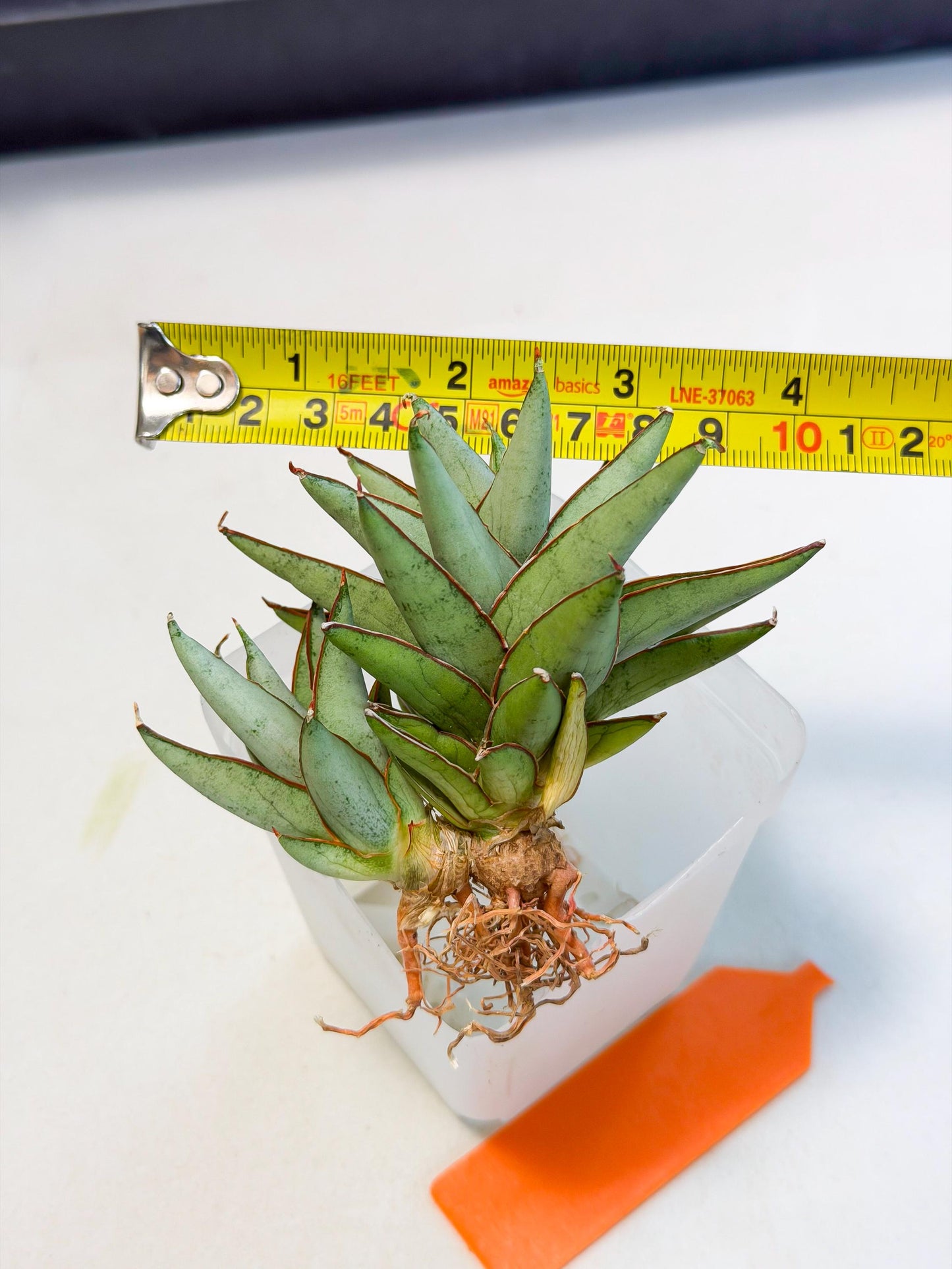 Sansevieria Baby Yoda (ca5) (o) | Dwarf hybrid