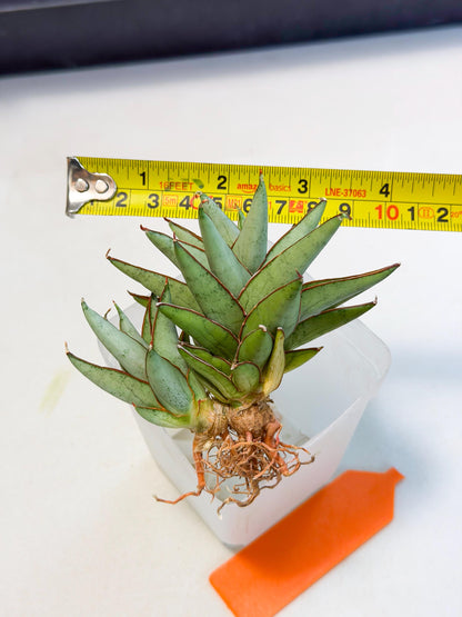 Sansevieria Baby Yoda (ca5) (o) | Dwarf hybrid