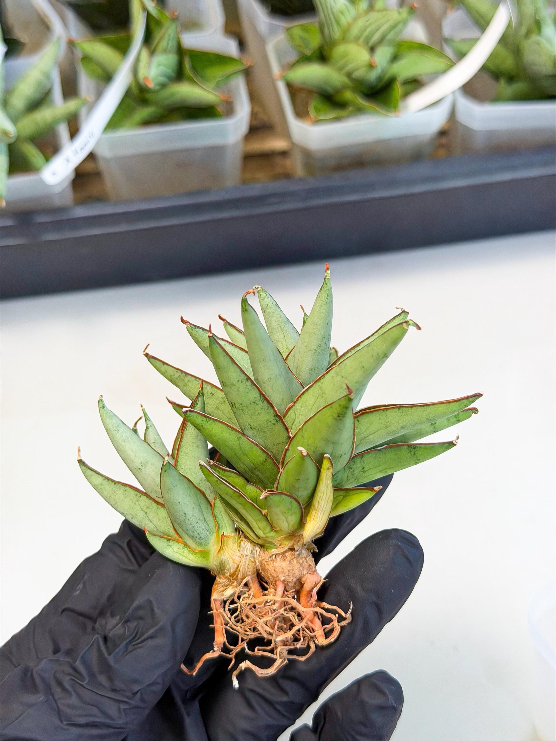 Sansevieria Baby Yoda (ca5) (o) | Dwarf hybrid