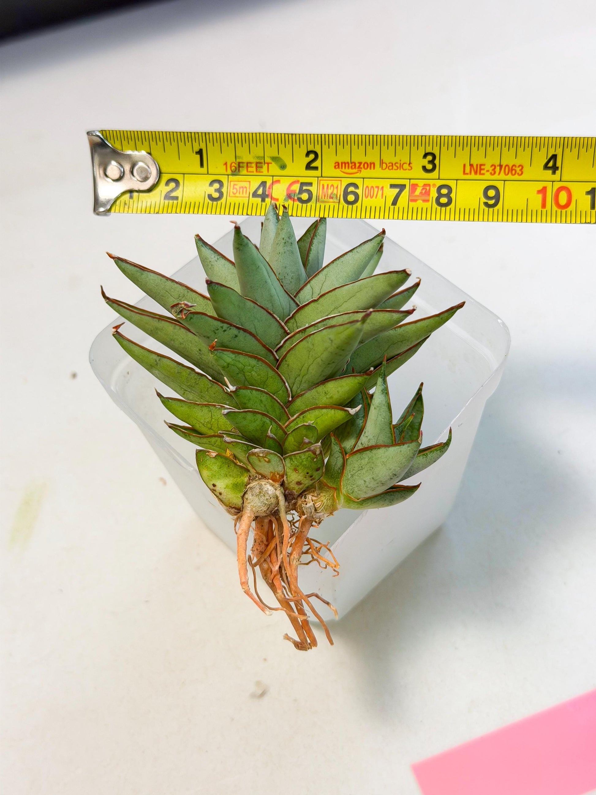 Sansevieria Baby Yoda (ca5) (p) | Dwarf hybrid
