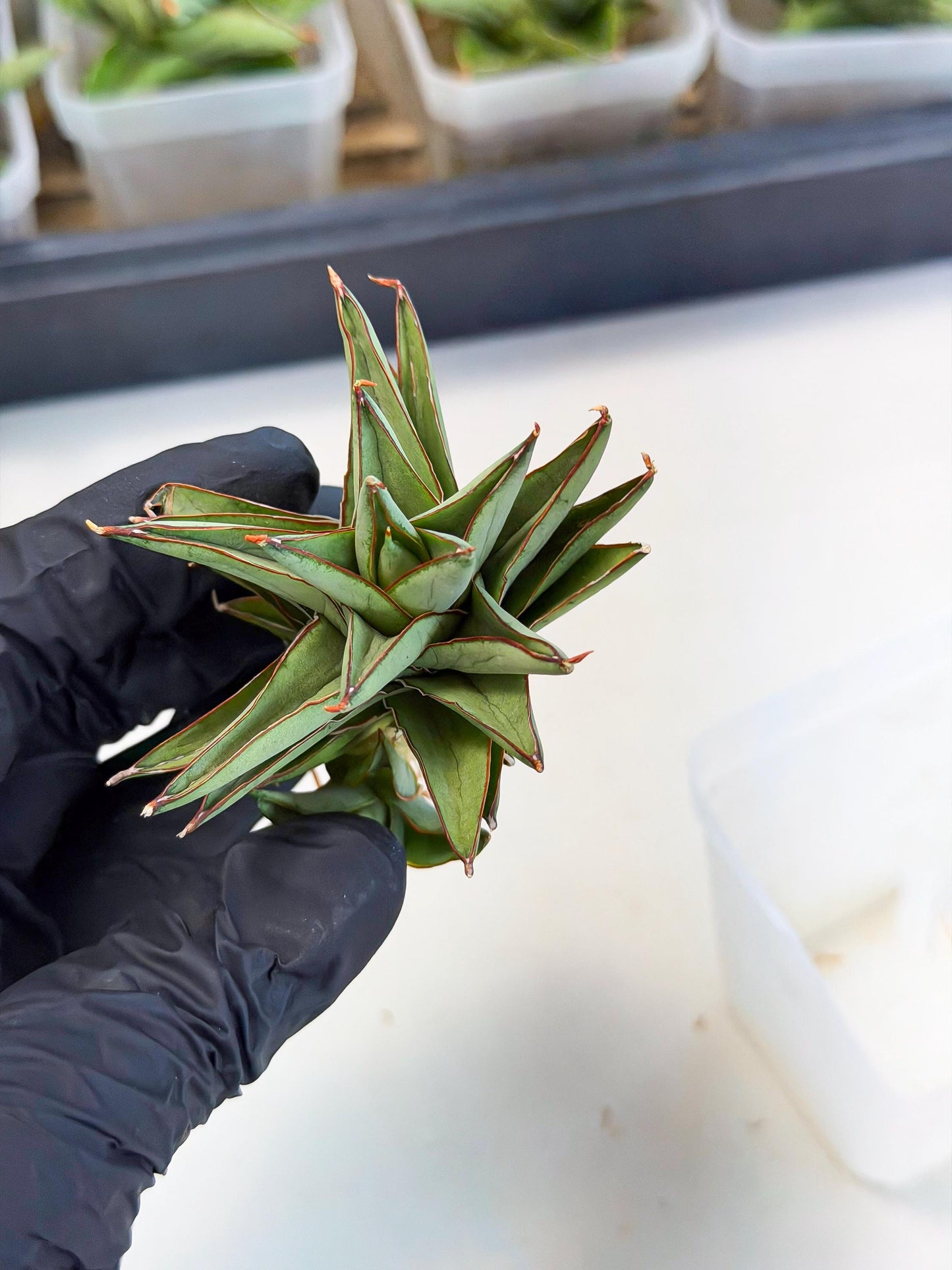 Sansevieria Baby Yoda (ca5) (p) | Dwarf hybrid