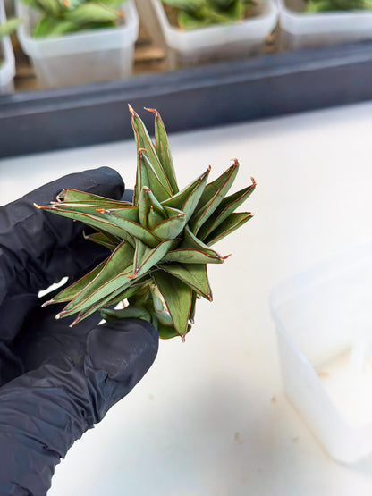 Sansevieria Baby Yoda (ca5) (p) | Dwarf hybrid