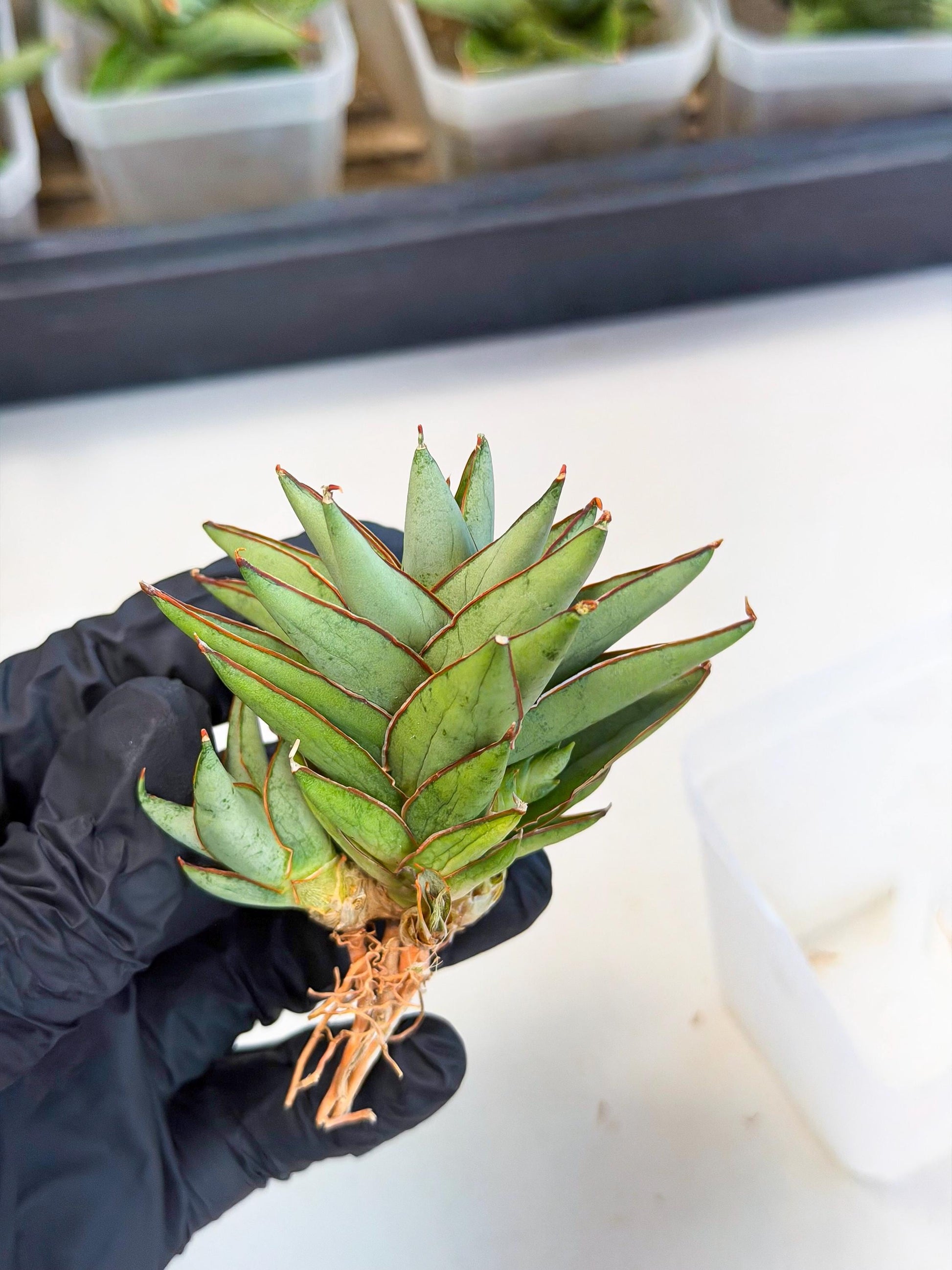Sansevieria Baby Yoda (ca5) (p) | Dwarf hybrid