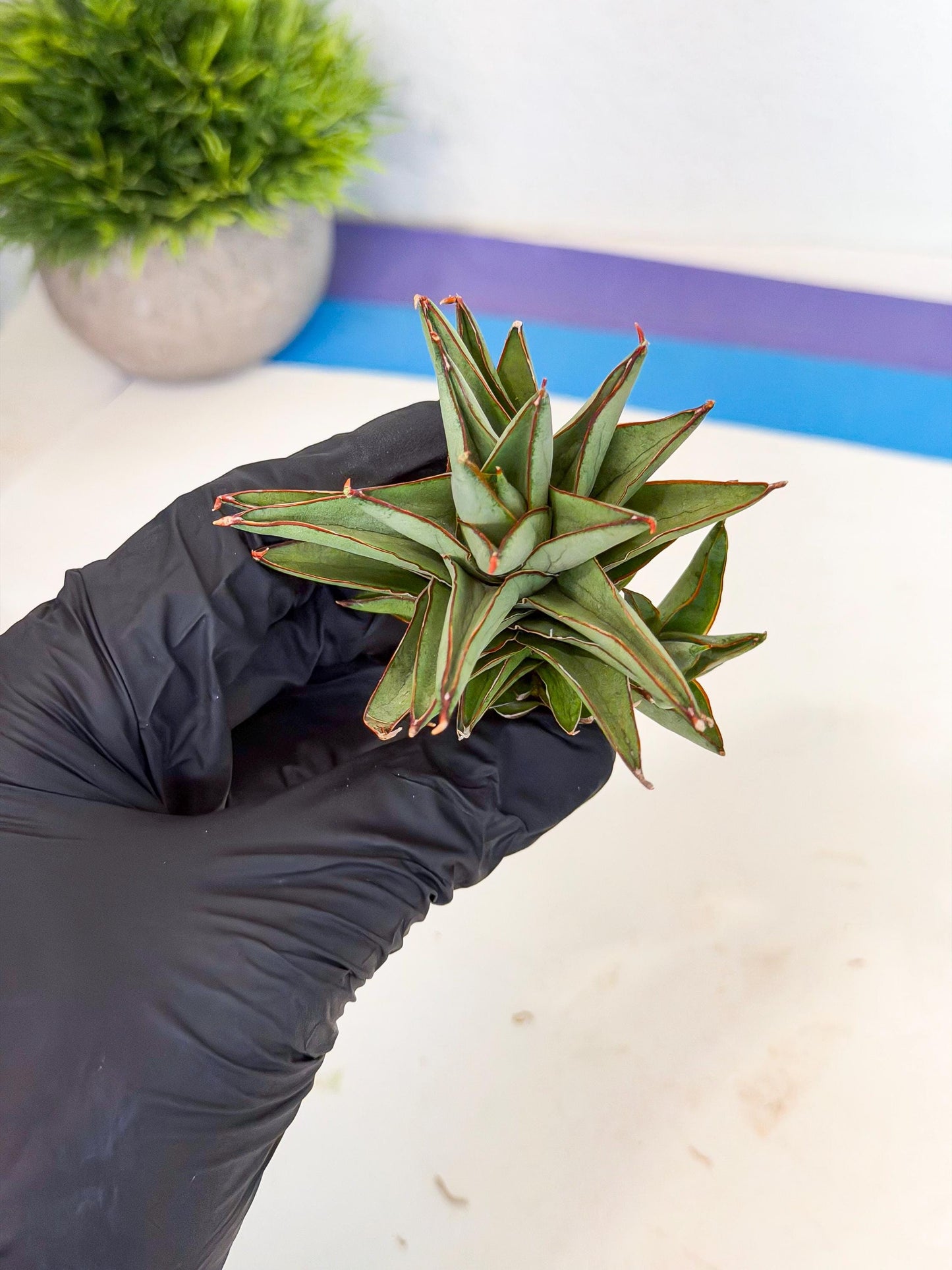 Sansevieria Baby Yoda (ca5) (p) | Dwarf hybrid