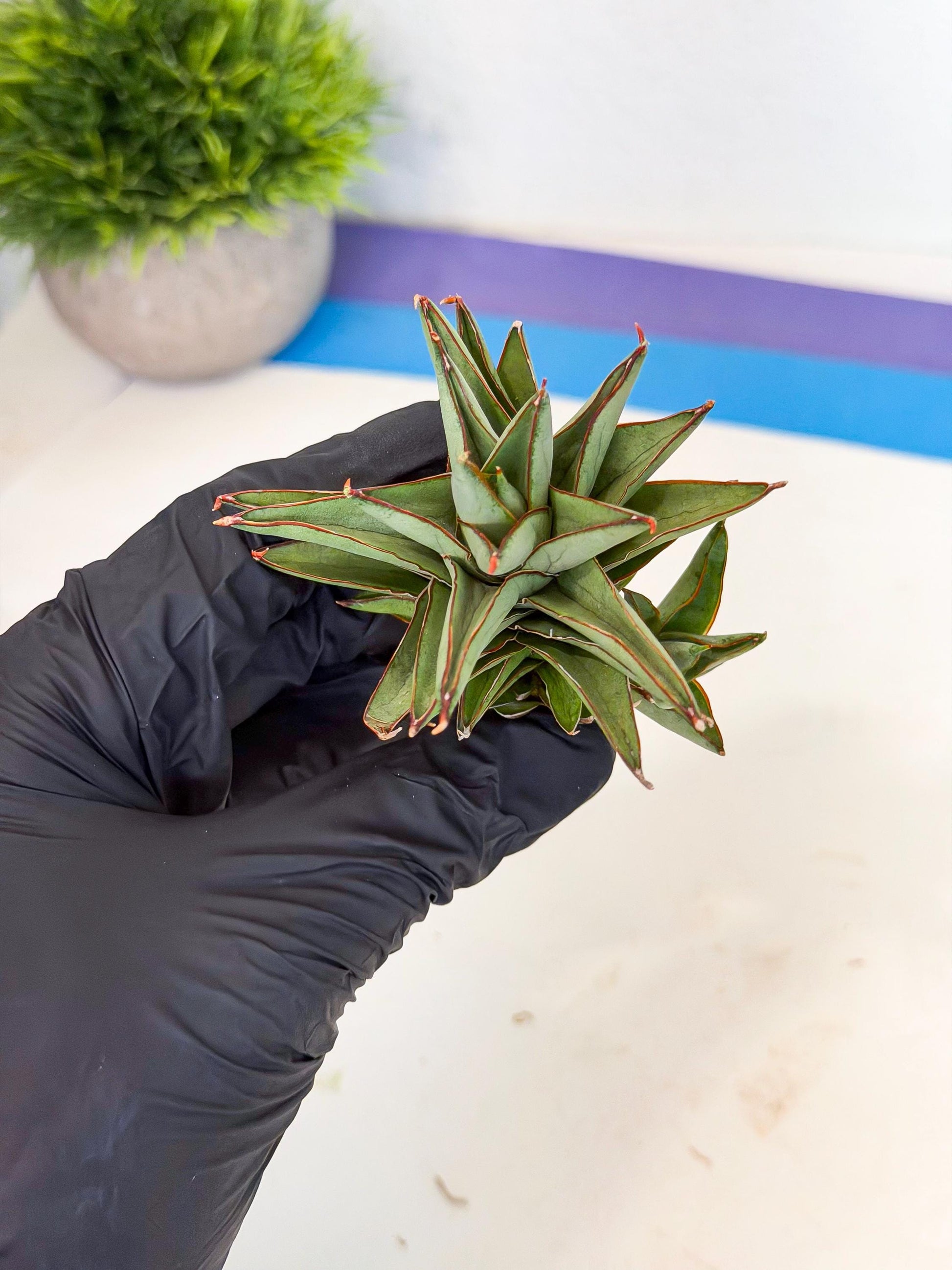 Sansevieria Baby Yoda (ca5) (p) | Dwarf hybrid