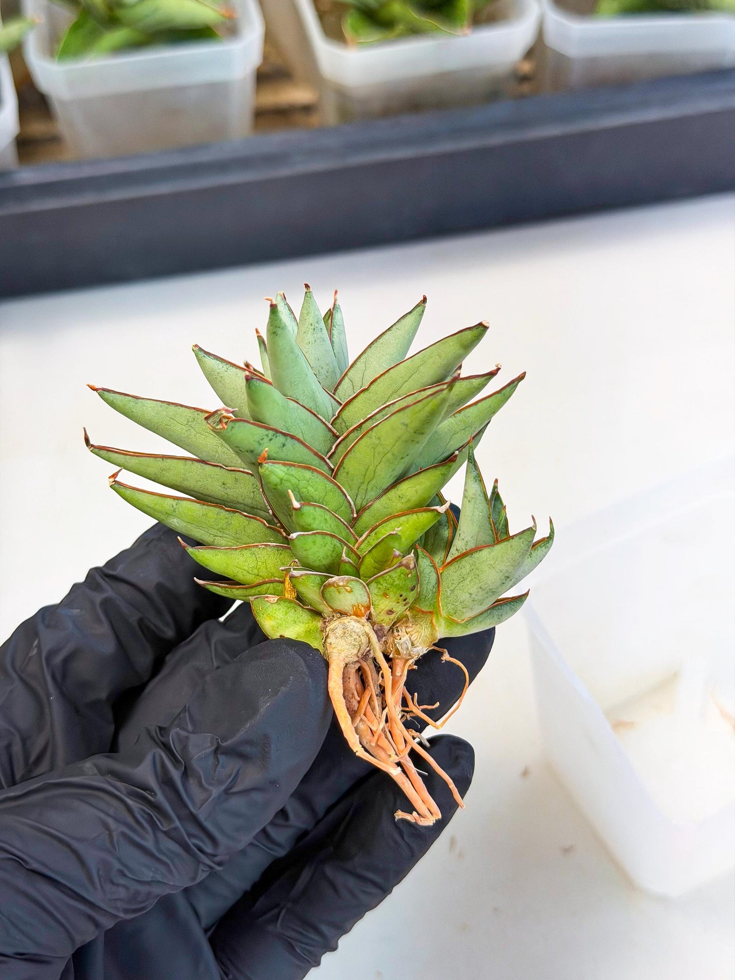 Sansevieria Baby Yoda (ca5) (p) | Dwarf hybrid