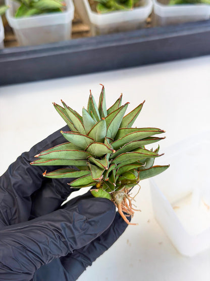 Sansevieria Baby Yoda (ca5) (p) | Dwarf hybrid
