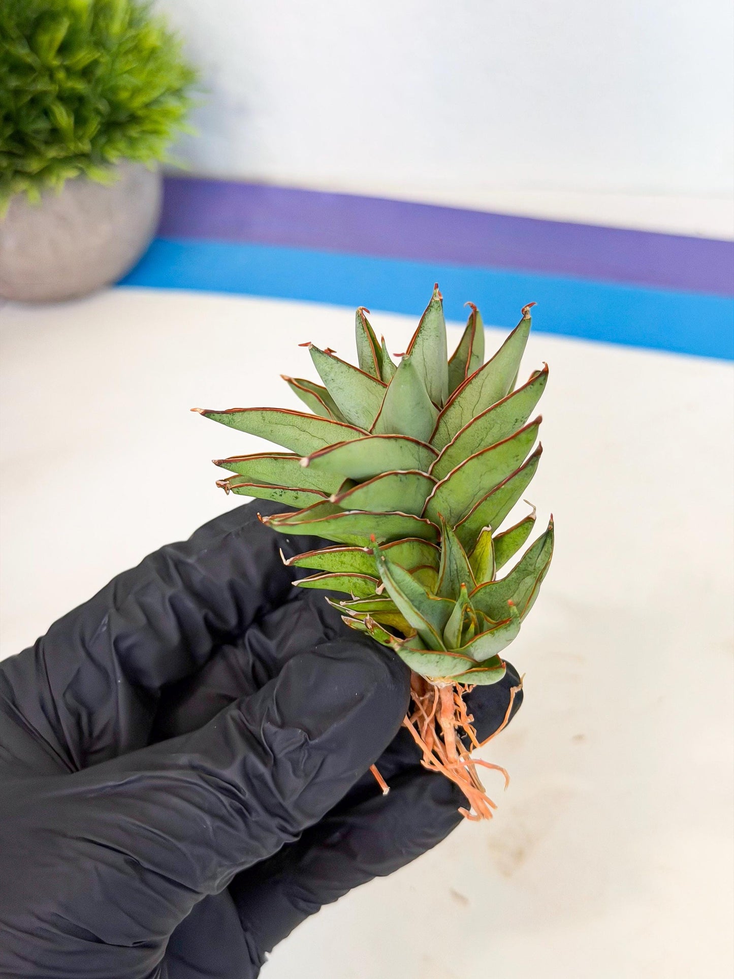 Sansevieria Baby Yoda (ca5) (p) | Dwarf hybrid