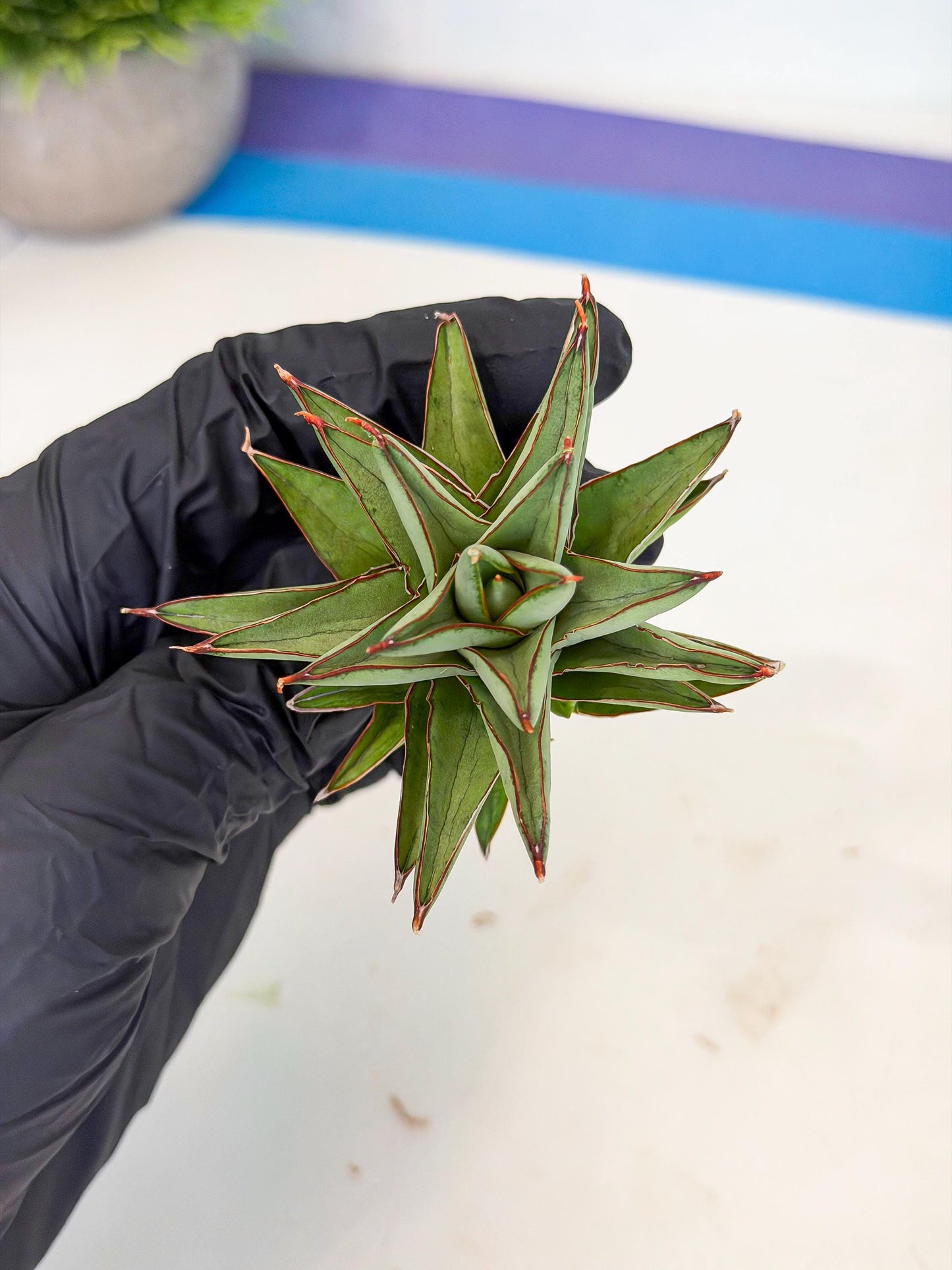 Sansevieria Baby Yoda (ca5) (r) | Dwarf hybrid