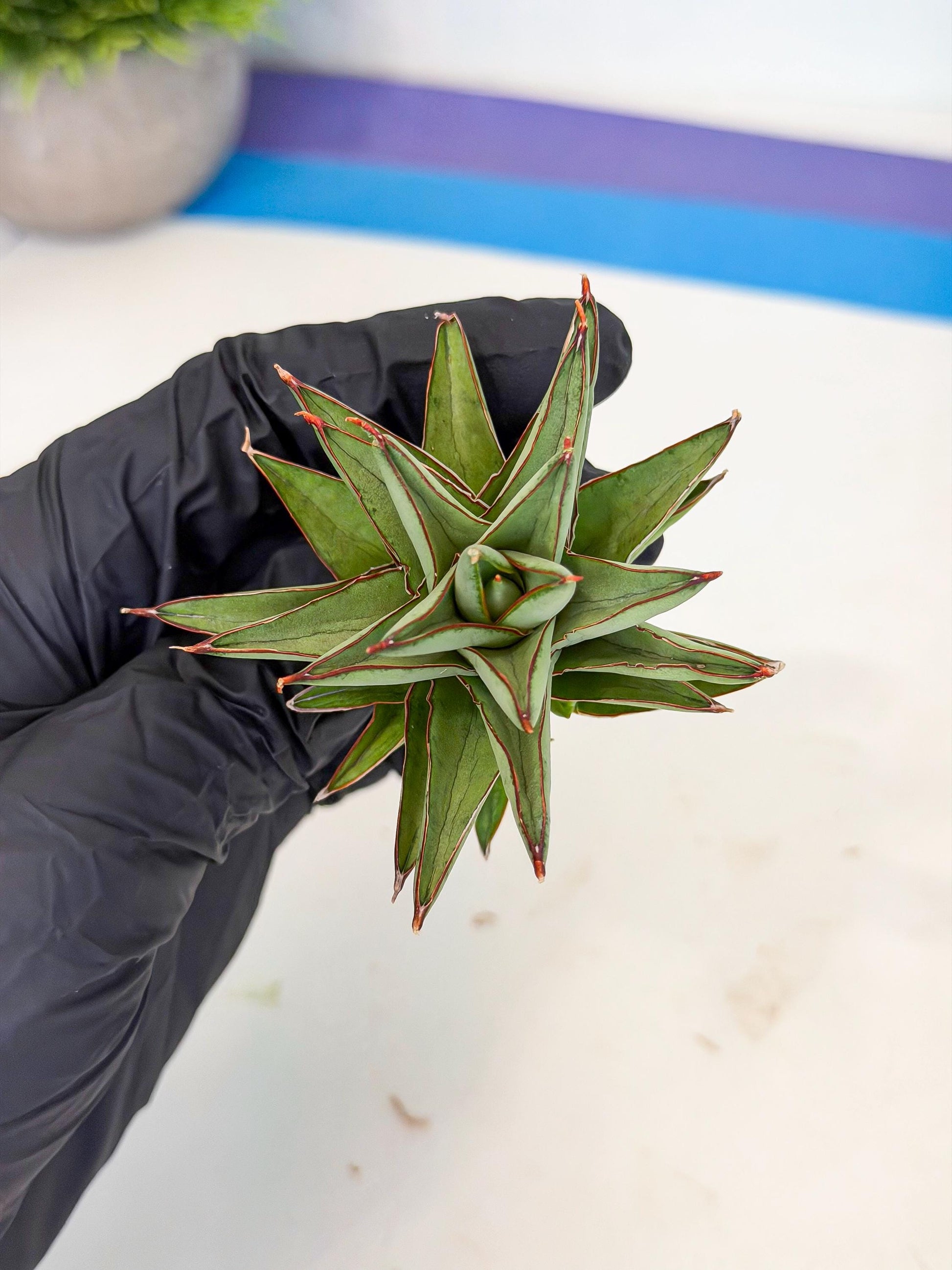 Sansevieria Baby Yoda (ca5) (r) | Dwarf hybrid