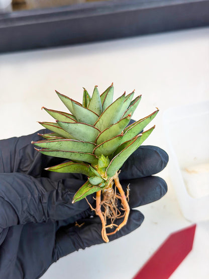Sansevieria Baby Yoda (ca5) (r) | Dwarf hybrid