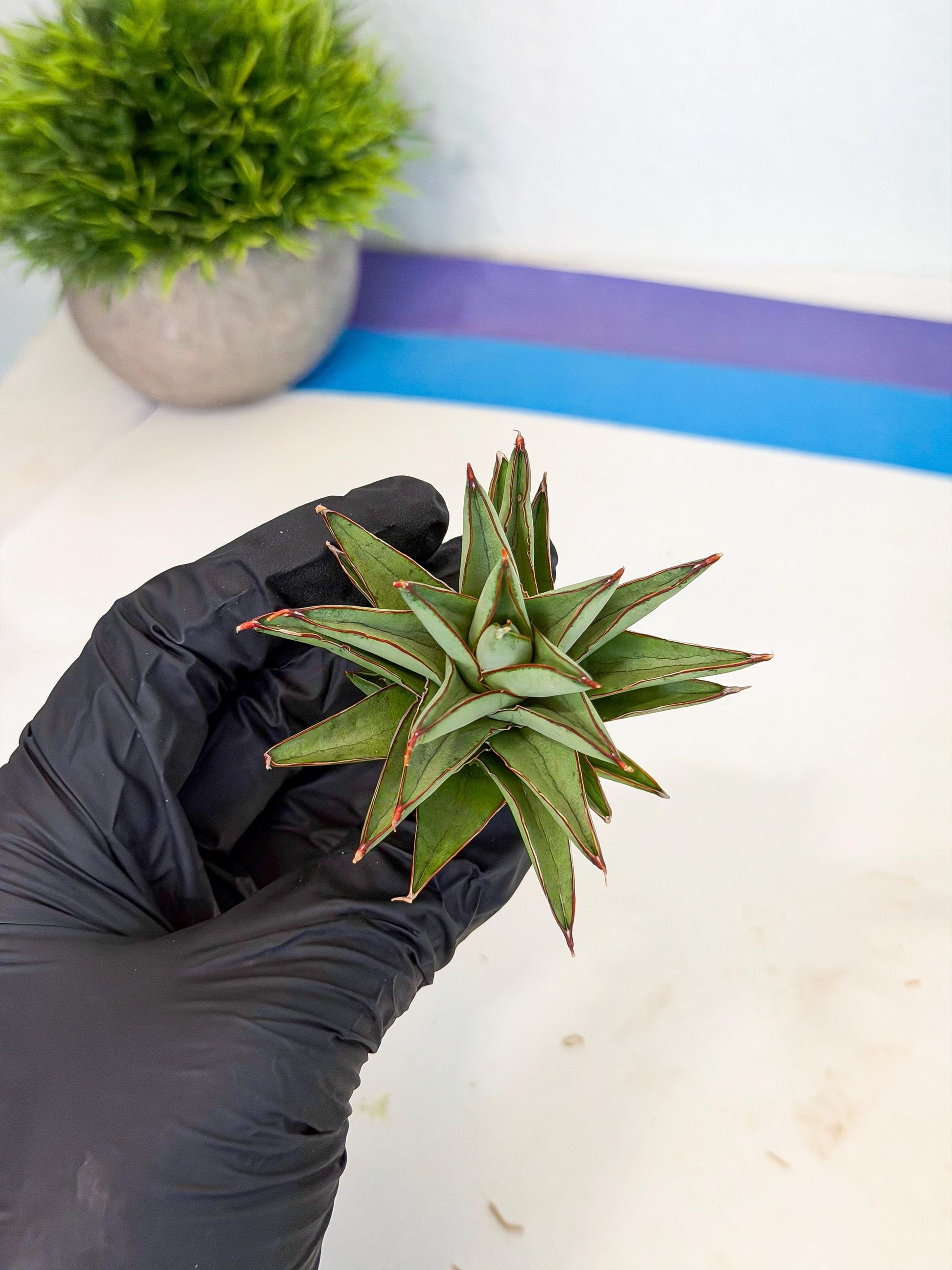Sansevieria Baby Yoda (ca5) (r) | Dwarf hybrid