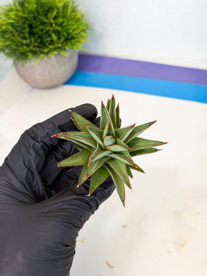 Sansevieria Baby Yoda (ca5) (r) | Dwarf hybrid