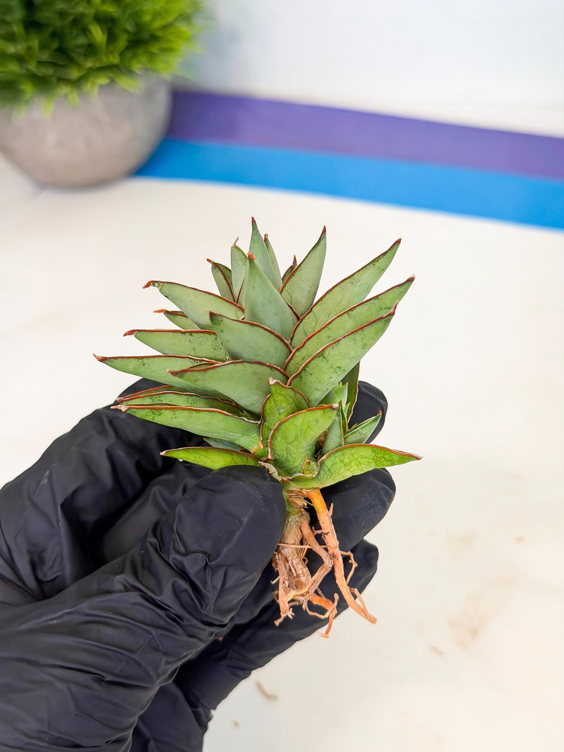 Sansevieria Baby Yoda (ca5) (r) | Dwarf hybrid