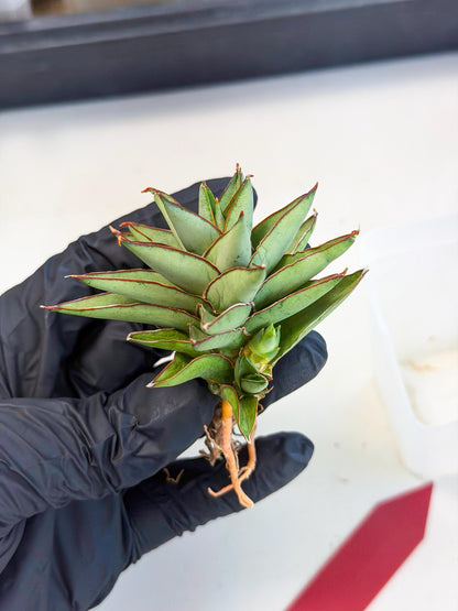 Sansevieria Baby Yoda (ca5) (r) | Dwarf hybrid